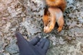 Close up of adults hand feeding squirrel in forest