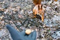 Close up of adults hand feeding squirrel forest