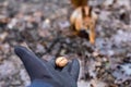 Close up of adults hand feeding squirrel forest Royalty Free Stock Photo
