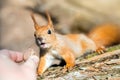 Close up of adults hand feeding squirrel forest Royalty Free Stock Photo