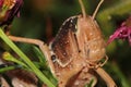 Close up of an advanced stage Nymph Locust Royalty Free Stock Photo