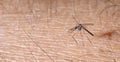 Close up aedes albopictus mosquito, pest animal, contagion