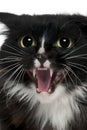 Close-up of Aegan Cat meowing Royalty Free Stock Photo