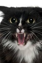 Close-up of Aegan Cat meowing