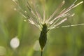 Aegilops neglecta plants Royalty Free Stock Photo