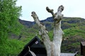 Close up of the Aegir carving on a tree in Flam Royalty Free Stock Photo