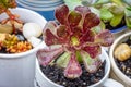 Close-up of Aeonium Arboreum, Aeonium Black Rose Succulent in recycled mugs