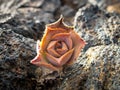 Close-up of the Aeonium hierrense flower on a lava field in the island of El Hierro Canary islands in Spain Royalty Free Stock Photo