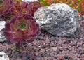 Close up of Aeonium or the tree houseleeks on volcanic background