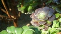 Close-up of Aeonium under sunlight