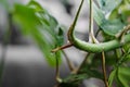 Close up of an aerial root from a Rhaphidophora Tetrasperma or Monstera Minimal house plant with a water droplet