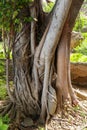 Close up of the aerial roots of ancient Banyan tree Ficus benghalensis on Bali, Indonesia