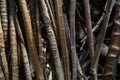 Close-up of aerial roots background Royalty Free Stock Photo