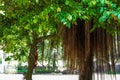 Close-up of aerial roots of a century old banyan tree Royalty Free Stock Photo