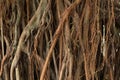 Close up of aerial roots tree of a Bayan tree.