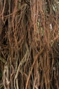 Close up of aerial roots tree of a Bayan tree.