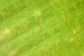 Close up aerial view of surface of green freshly cut grass on football stadium in summer Royalty Free Stock Photo