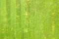 Close up aerial view of surface of green freshly cut grass on football stadium in summer Royalty Free Stock Photo