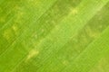 Close up aerial view of surface of green freshly cut grass on football stadium in summer Royalty Free Stock Photo