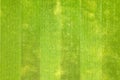 Close up aerial view of surface of green freshly cut grass on football stadium in summer Royalty Free Stock Photo