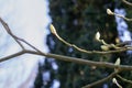 Close Up Aesculus Pavia Var Splendens Buds At Amsterdam The Netherlands 7-3-2024