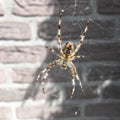 A close up af a garden spider Royalty Free Stock Photo