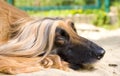 Close up of Afghan Hound