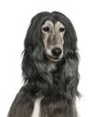 Close-up of Afghan hound, 7 years old Royalty Free Stock Photo