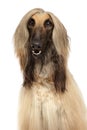 Close-up of Afghan hound on white background