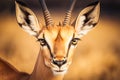 Close-up of an African antelope