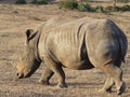 Young black rhinoceros walking slowly across the arrid plains