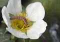 African bollworm eating a strawberry flower