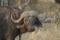 Close up of African Buffalo Royalty Free Stock Photo