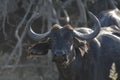 Close up of African Buffalo Royalty Free Stock Photo