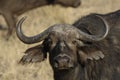 Close up of African Buffalo Royalty Free Stock Photo