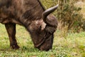 Close up of a African Buffalo Royalty Free Stock Photo
