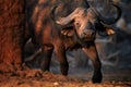 Close up African buffalo, Syncerus caffer, dangerous animal in vibrant morning light. Big male coming out of the forest, looking Royalty Free Stock Photo