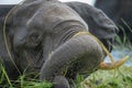 Close-up of African bush elephant twisting trunk