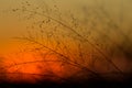 African bushveld grass silhouette with the sun setting.
