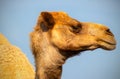 Close up of an african camel on the blue background