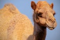 Close up of an african  camel on the blue  background Royalty Free Stock Photo