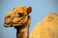 Close up of an african camel on the blue background