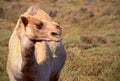 Close up of an african camel on the grass