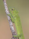 Close up of African chameleon on branch