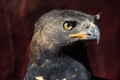 Close Up of African Crowned Eagle Face Royalty Free Stock Photo