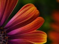 A close-up of African daisy petals Royalty Free Stock Photo