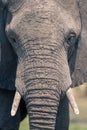 Close-up of African elephant caked in mud