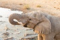 Close-up African elephant drinking water at sunset Royalty Free Stock Photo