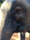 Close up of African Elephant Eye Royalty Free Stock Photo