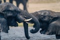 Close-up of African elephants fighting in river Royalty Free Stock Photo